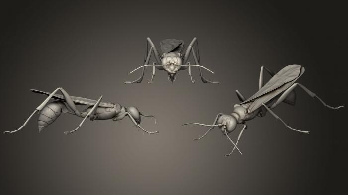 Insects (INSCT_0053) 3D model for CNC machine